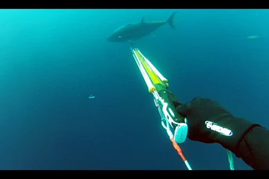 Spearfishing And Gamefishing Giant Bluefin Tuna   YouTube