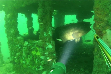 Spearfishing Out Of Panacea Fl. We Saw Bull Sharks, Cobia, Gag ...