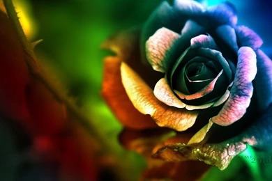 Rainbow Rose Wallpapers By EliseEnchanted On DeviantArt