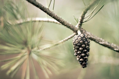 Pine Cone Wallpapers