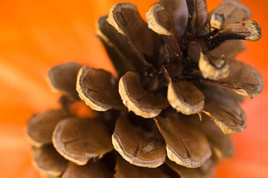 Pine Cone Desktop Wallpapers