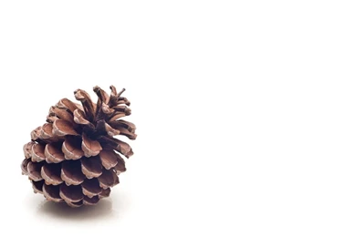 PINE CONE WALLPAPER   (