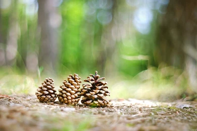 5 Pinecone HD Wallpapers