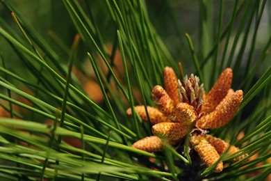 Brown Pinecone Dekstop Wide HD Wallpapers