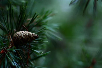 Download Wallpapers 2560x1024 Spruce, Pine Cones, Needles Dual ...