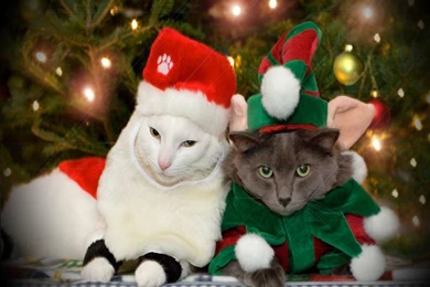 Christmas Cat Wallpapers 2   Crazy Frankenstein