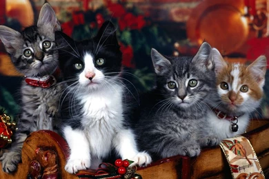 Wallpapers Of Cats As Your Backgrounds All In HD