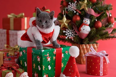 Christmas Cat Wallpapers   Crazy Frankenstein