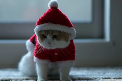 Christmas Cat Wallpapers
