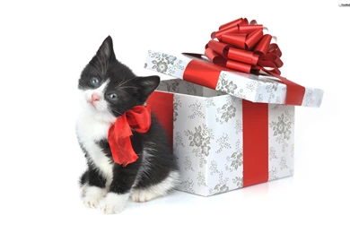 YouWall Christmas Cat Wallpapers Wallpaper,wallpapers,free ...