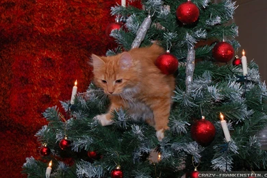 Christmas Cat Wallpapers Crazy Frankenstein