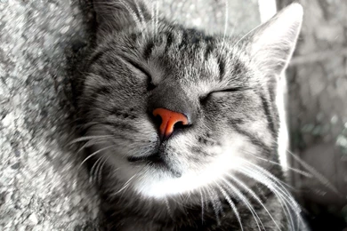 Chat   1920x1200   Full HD 16/10   Wallpapers