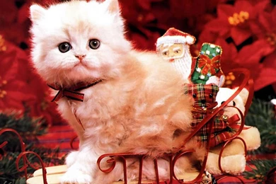 Cat And Christmas Wallpapers HD