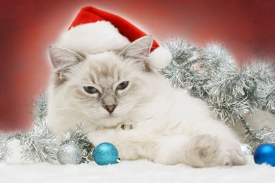 Christmas And Happy New Year   Christmas Cat Wallpapers   HD ...