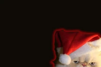 iPhone 5 Wallpapers HD Retina Ready, Stunning Wallpapers