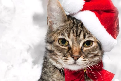 Christmas Cat Wallpapers And Images Wallpapers, Pictures, Photos
