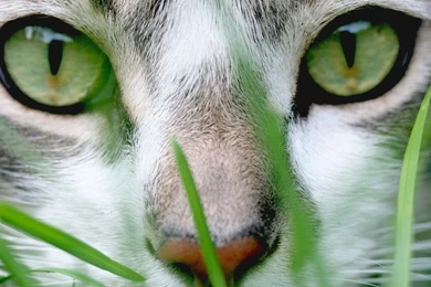 Chat   1920x1080   Full HD 16/9   Wallpapers