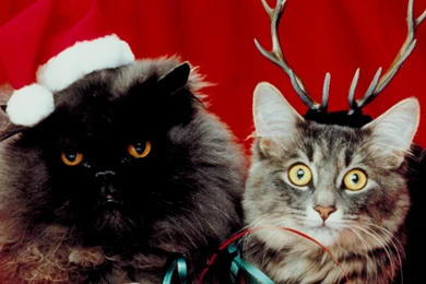 Android Wallpapers Page 212: Przewalskis Horses Animal Equine ...