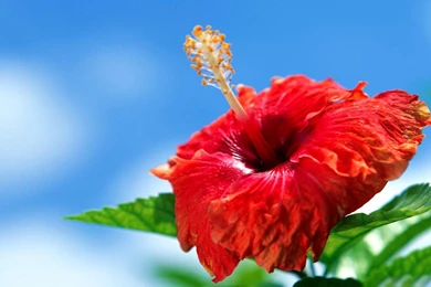 Hibiscus Latest HD Wallpapers Free Download