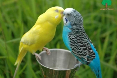 Free Animals Photos   HD Wallpapers Lovely