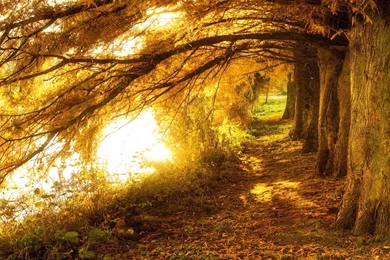 Nature Photography Backgrounds Wallpapers   658942