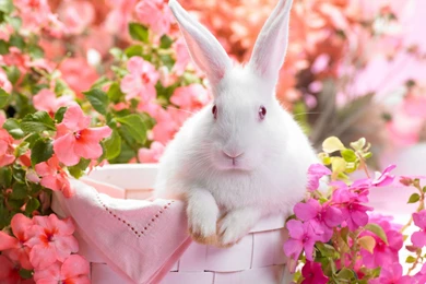 Cute Rabbit HD Wallpaper Desktop Computer.jpg