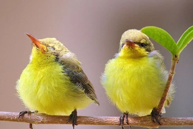 Download Free Cute Wallpapers For PC   Cute Wallpapers For PC ...