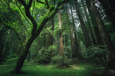 Jungle Computer Wallpapers, Desktop Backgrounds