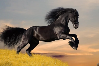 Friesian Horse Wallpapers   Wallpapers Cave