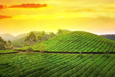 Gardens Wallpaper: Teagarden Sunset 6948747, Favorite 13 Nice ...