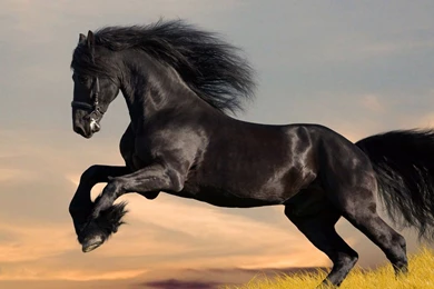 Friesian Horse HD Wallpapers