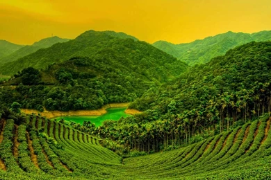 Gardens Wallpaper: Mountain Tea Garden 6965034, Favorite 13 Nice ...