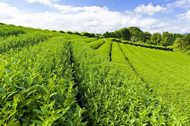 1600x1200px Abstract Illusion Pictures