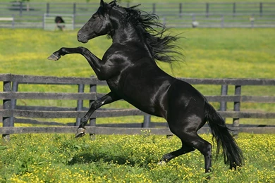 Friesian Horse HD Wallpapers