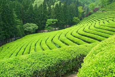 Fields Of Tea
