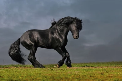 Black_friesian_horse wallpaper.jpg