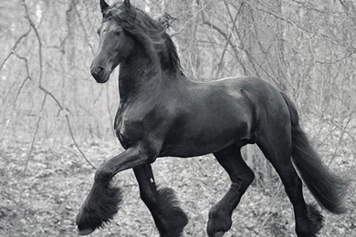 Friesian Horse HD Wallpapers