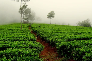 Gardens Wallpaper: 28 December 2010 Photography Tips, Favorite 13 ...