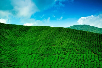 Gardens Wallpaper: Tea Garden Widescreen Wallpapers 5808, Favorite ...