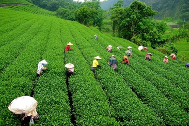 Gardens Wallpaper: Images For Gt Tea Garden Wallpaper, Favorite 28 ...