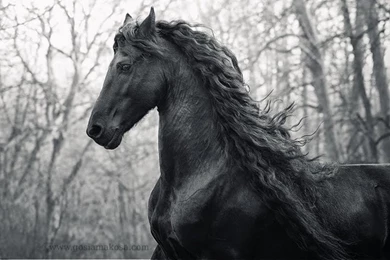 Daan The Friesian Stallion Wallpapers