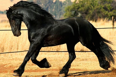 Friesian Horse Animal Hd Wallpapers 1920×1200 8049