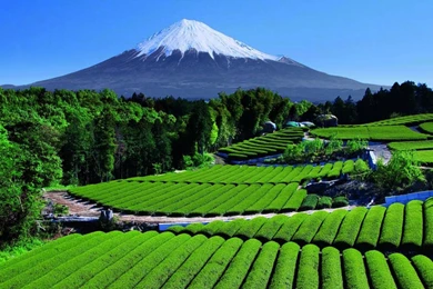 Gardens Wallpaper: Tea Garden Near Mt Fuji Japan Pics, Favorite 28 ...