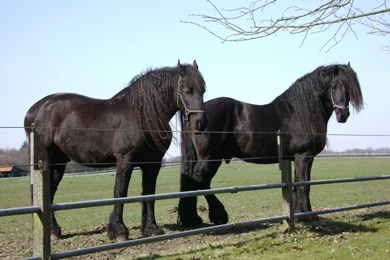 Friesian Horses HD Wallpapers