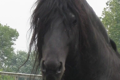 HD Animals Wallpapers: Friesian Black Horse Wallpapers