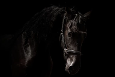 Horses :: MT Photography