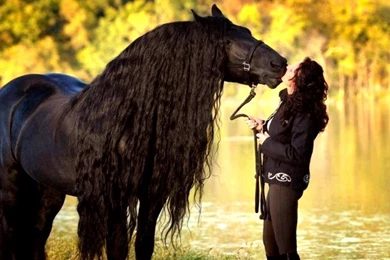 Horses: Sweet Friendship Friesian Horses Holland Draft Horse Black ...