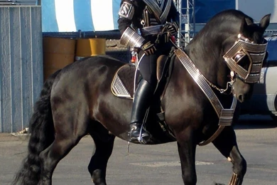 Horses: Halloween Horse Friesian Horses Freak Draft Black Dutch ...