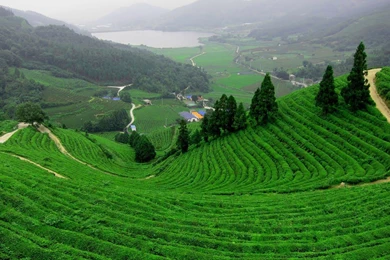 Lush Greenery Pictures Beautiful Gardens WonderWordz