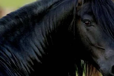 Friesian Breed 1241734 Wallpapers   (